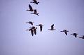 Birds in flight, Heacham, Norfolk